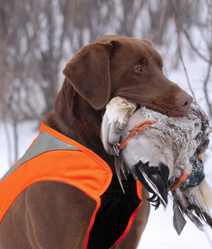 Insulated Dog winter Vest for hunting - Bassdash
